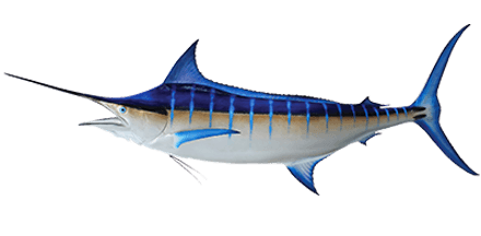 bluefish solutions