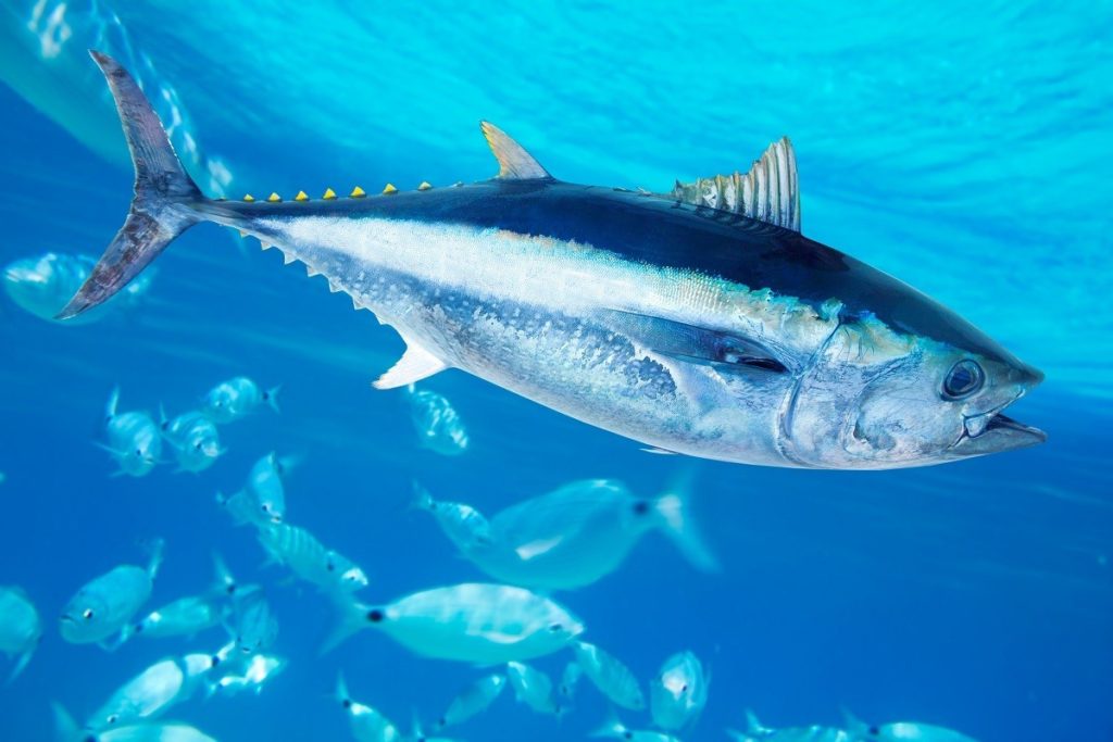 Bluefin Tuna Season Is Coming To The Outer Banks! Outer Banks Fishing